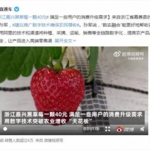 这啥家庭才能吃的起啊！浙江嘉兴黑草莓一颗40元