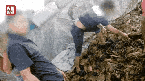 315曝光酸菜内幕！康师傅统一老坛酸菜方便面道歉