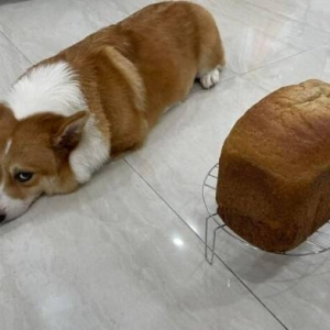 当宠物不再卖萌：反差厌世的柯基们 来自短腿的悲伤