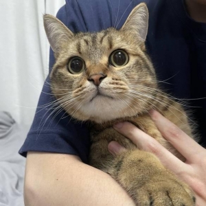 自产自穿！日本猫奴用废猫毛再制迷你拖鞋：超合脚