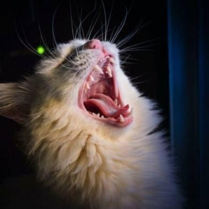 喵星人的那些冷门小知识！原来吸猫也有这么多学问