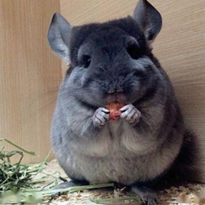 伙食吃的好！日本网友改圆滚滚的猫咪化身龙猫