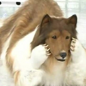 这位更是重量级！日本男子定制拟真狗套装体验当“狗”