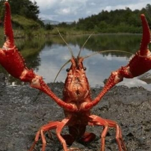 日本宣布将正式禁售小龙虾！将之视为外来入侵物种