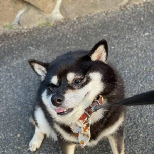 「黑柴拒否犬」瞬间趴下：全身上下都表示不想回家