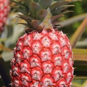 成功选育“冰糖红菠萝”新品种！网友：像烧烧果实