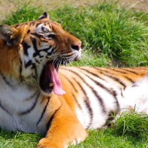 “沉浸式”养一只华南虎?《魔域》带玩家做了场特别的公益