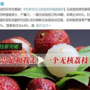 48颗无核荔枝550元！专家攻克种植难题：每年供不应求