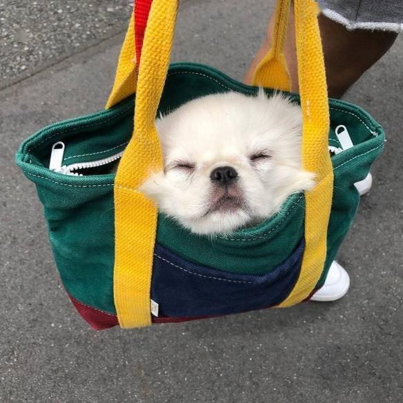 狗狗不落地！汪星人装进袋子去搭车：变身超萌狗头包s1.jpeg