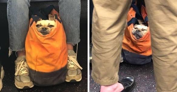 狗狗不落地！汪星人装进袋子去搭车：变身超萌狗头包s13.jpeg